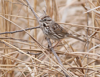 Song Sparrow